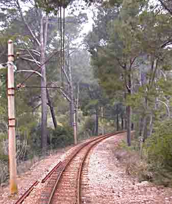      lichter F&ouml;hrenwald  ....   