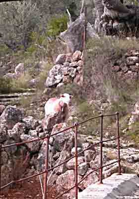    auf der Br&uuml;cke:    chum b&auml;&auml;&auml;hhh    ....   