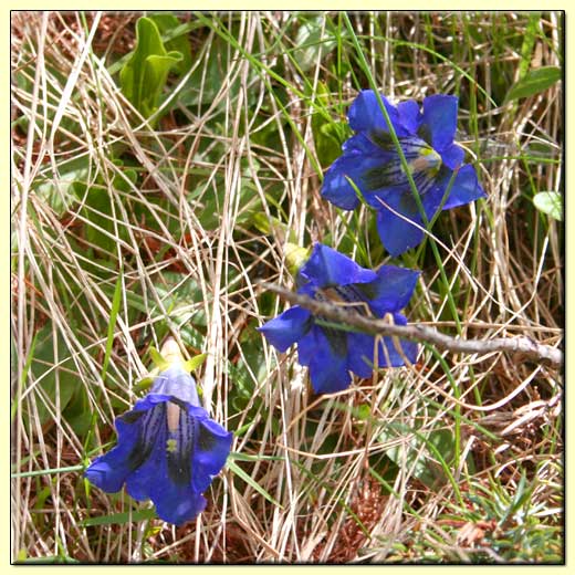    zum nächsten Bild  ....  