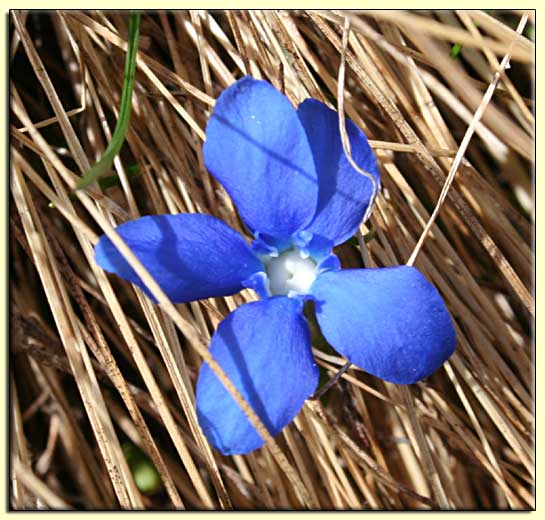    zum nächsten Bild  ....  