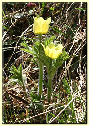    zum nächsten Bild  ....  