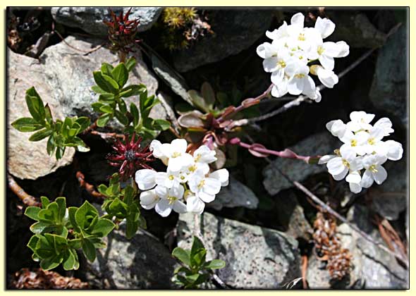    zum n&auml;chsten Bild  ....  