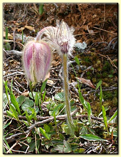    zum nächsten Bild  ....  
