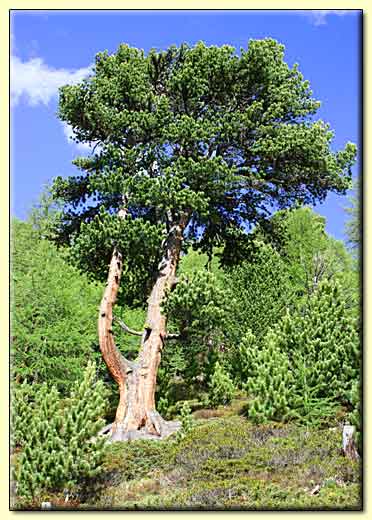    zum n&auml;chsten Bild  ....  