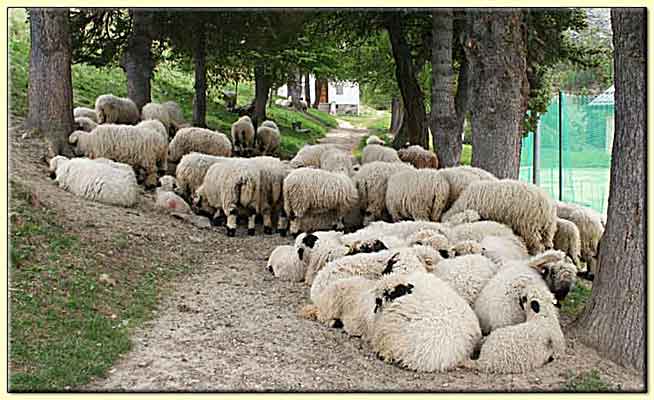    zum n&auml;chsten Bild  ....  