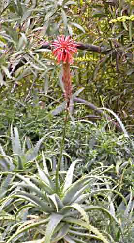    blüht im Winer und bei uns nicht   ....   