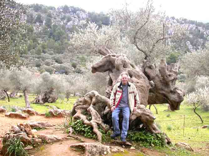     'altehrwürdig' (gemeint ist der Olivenbaum!)    ...