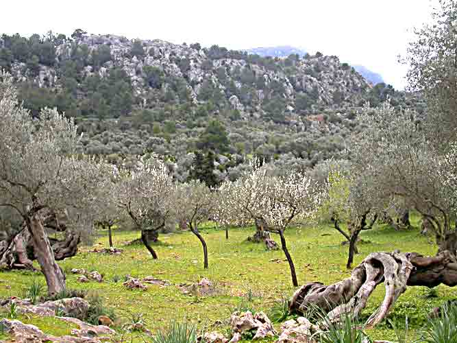     Frühling im Februar   ...