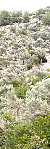    kein Hang ohne Terassen   ...