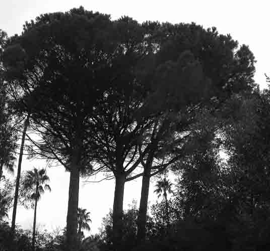    botanischer Garten im Schutz des Nordwinds  .... 